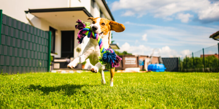 愛犬が喜ぶお庭を作ろう！置きたい設備と選ぶときのポイント